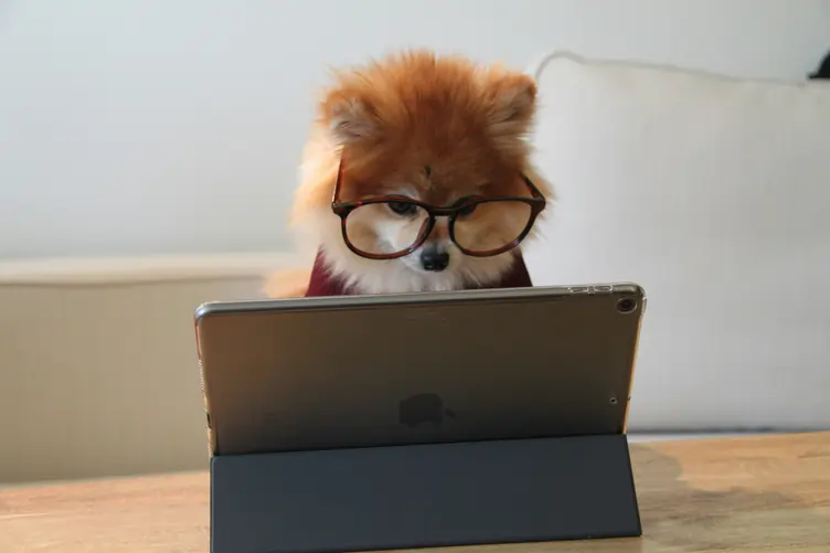 Como a Marcação Online Poupa Horas ao Seu Salão de Grooming